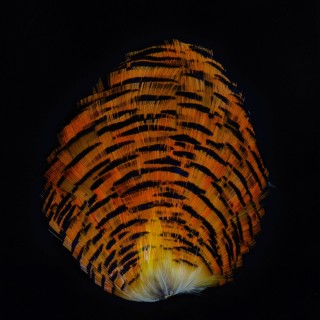 GOLDEN PHEASANT COMPLETE NATURAL TIPPET