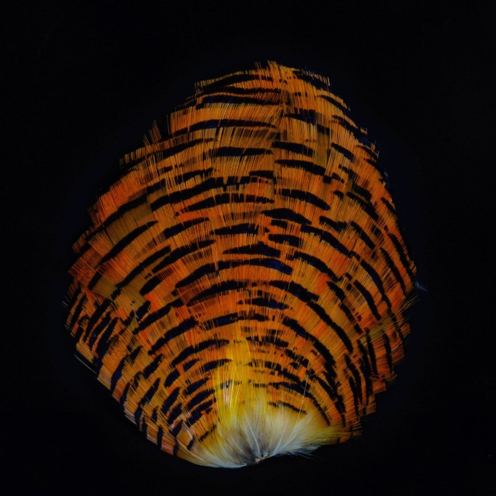 GOLDEN PHEASANT COMPLETE NATURAL TIPPET