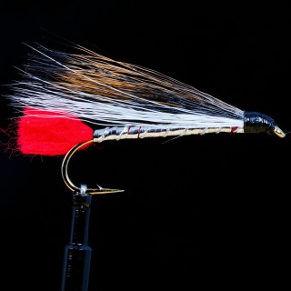 Black Nose Dace Natural