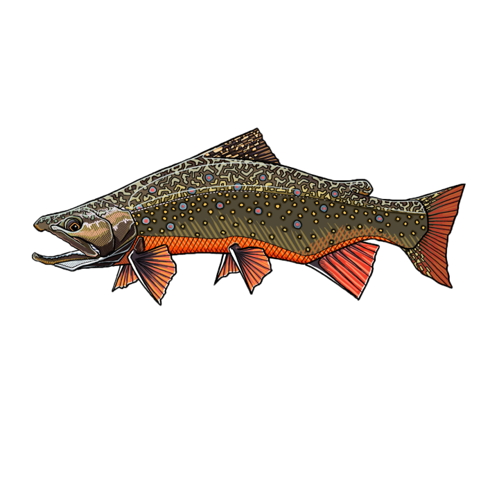 Fontinalis 13,5 x 5,5cm