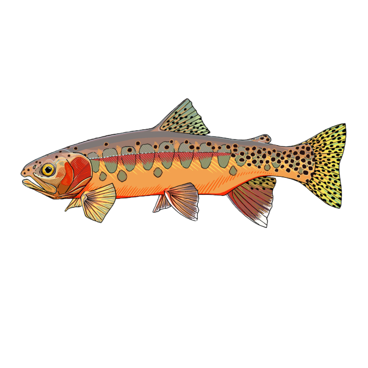 Gold Trout 13,5 x 5,5cm