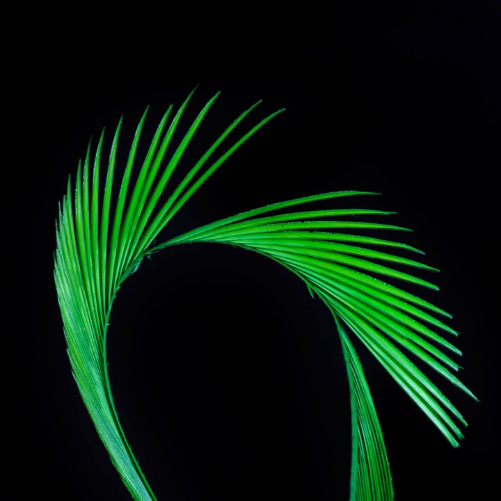 Stripped Goose Biots Green Caddis